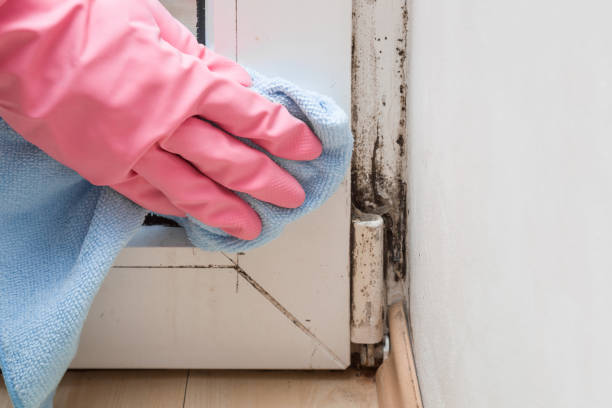 Best Basement Mold Removal  in Oakfield, WI